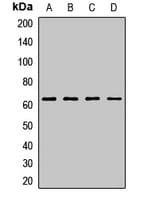 ITPRIP Antibody