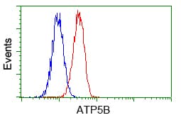 ATP5B / ATP Synthase Beta Antibody (clone OTI1B10)