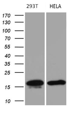 p16INK4a / CDKN2A Antibody (clone OTI11E9, Carrier-free)