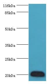 G0S2 Antibody (aa1-103)