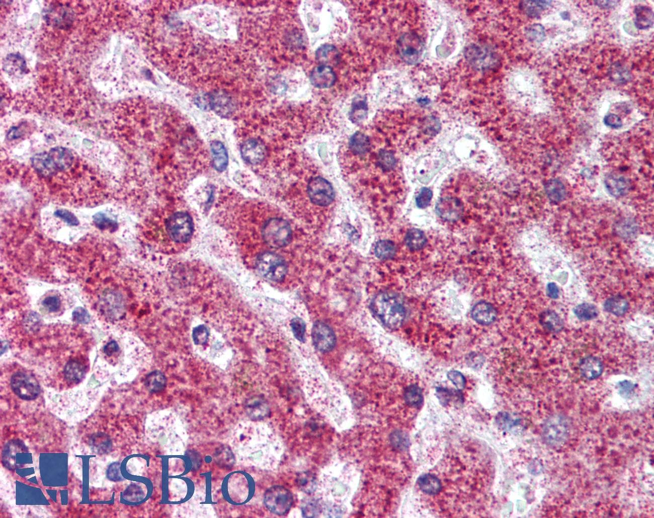 IHC-plus™ Monoclonal Mouse anti-Human OPG / Osteoprotegerin Antibody (clone 98A1071, aa20-37, IHC, WB)