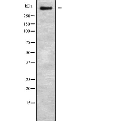 ZFHX4 Antibody