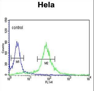 PIK4CB / PI4KB Antibody (aa519-548)