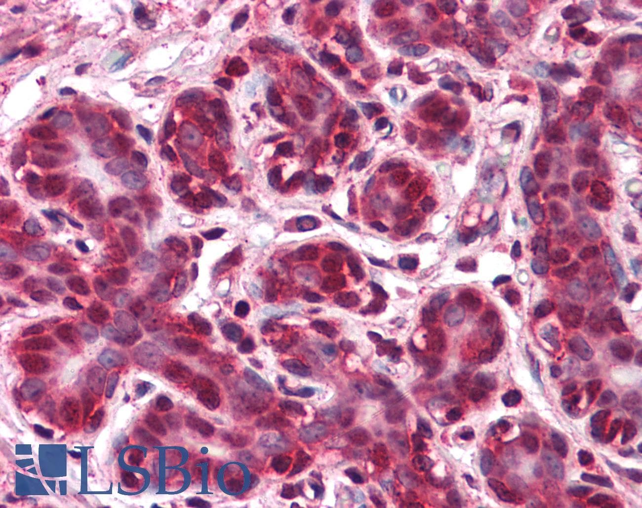 IHC-plus™ BRCC45 / BRE Antibody