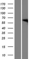 FAM82A1 Protein (Over-Expression Lysate Myc-DDK (Flag))