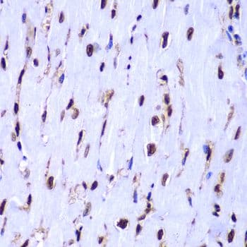 HIST3H3 Antibody