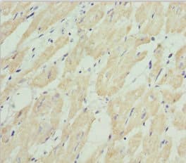 HADH Antibody
