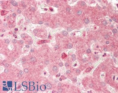 Polyclonal Rabbit anti-Human CTSS / Cathepsin S Antibody (N-Terminus, IHC, WB)
