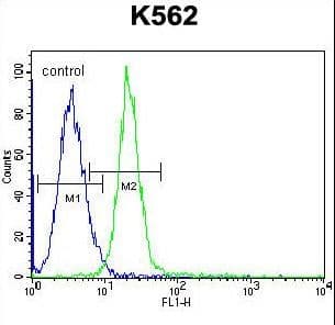 Polyclonal Rabbit anti-Human JAG1 / Jagged 1 Antibody (aa1122-1150, WB)