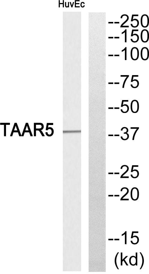 TAAR5 Antibody