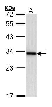 IHC-plus™ YWHAB / 14-3-3 Beta Antibody