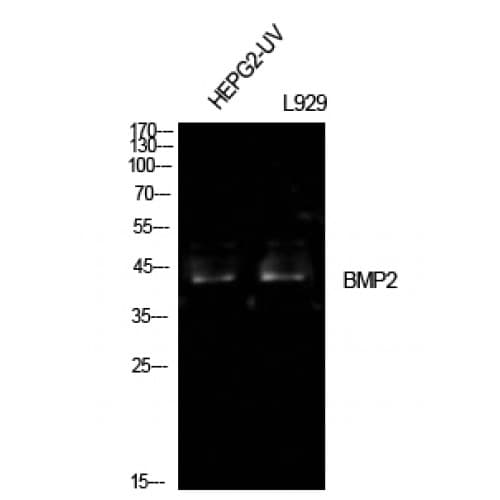 Polyclonal Rabbit anti-Human BMP2 Antibody (341-390 aa, C-terminal, IHC, WB)