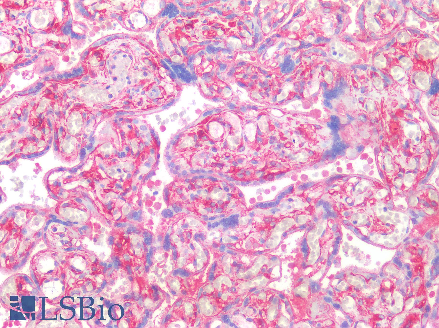 IHC-plus™ DPP4 / CD26 Antibody (Internal)