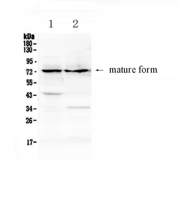 ADAM10 Antibody
