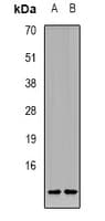 CCL11 / Eotaxin Antibody (Internal)