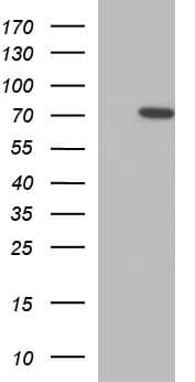 C12orf26 Antibody (clone OTI1E2, Carrier-free)