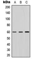 IHC-plus™ ZNF496 / NZIP1 Antibody (N-Terminus)