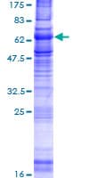 Human NPY2R Protein (Recombinant GST)