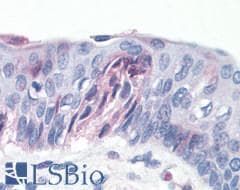 PathPlus™ T1R1 / TAS1R1 Antibody (N-Terminus)