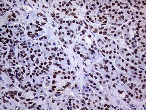 RING1 Antibody (aa88-362, clone OTI3G7)
