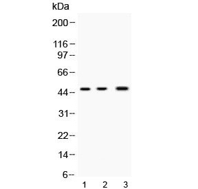 NANOG Antibody