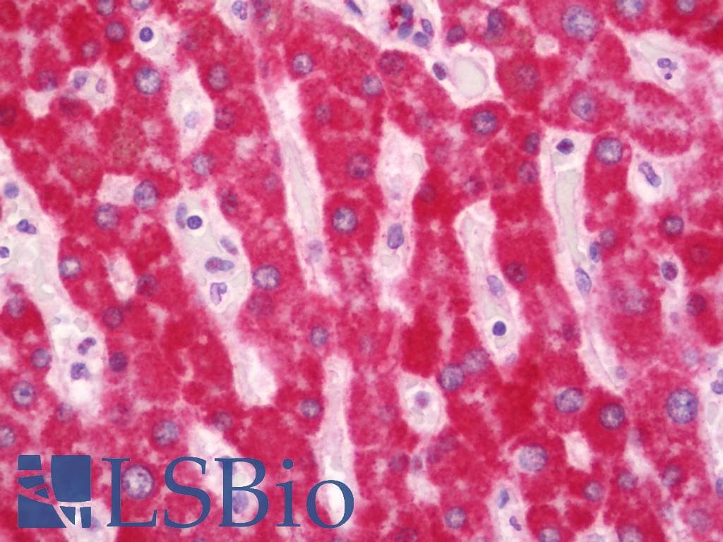IHC-plus™ Polyclonal Rabbit anti-Human MAOA / Monoamine Oxidase Antibody (aa298-347, IHC, WB)