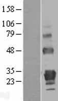 TNFRSF18 / GITR Protein (Over-Expression Lysate Myc-DDK (Flag))