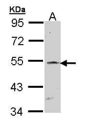 RBPJ Antibody (aa258-500)