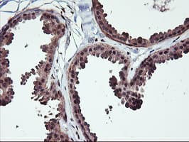 NHEJ1 / XLF Antibody (clone OTI1F3)