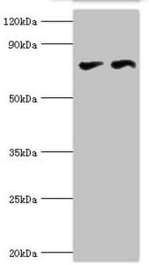 CTCF Antibody (aa1-260)