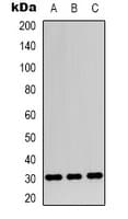 APOOL / Apolipoprotein O-Like Antibody (C-Terminus)