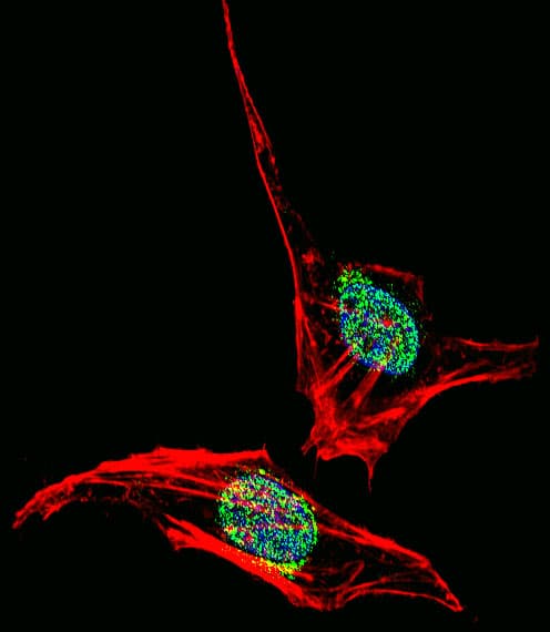 Polyclonal Rabbit anti-Human EN2 Antibody (aa243-271, IF, WB)
