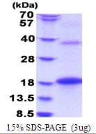 Human BMP8B Protein (Recombinant His)
