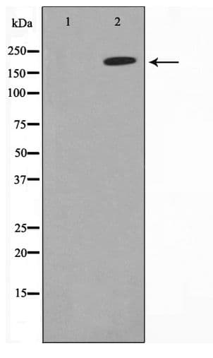 Polyclonal Rabbit anti-Human MAST205 / MAST2 Antibody (WB)
