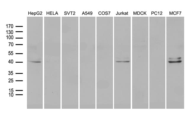 NEUROD4 Antibody (clone OTI1B7)