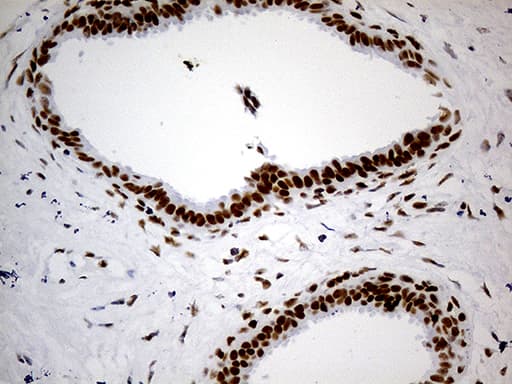 GABPB1 Antibody (aa128-360, clone OTI7A7)