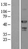 ATP6AP1 Protein (Over-Expression Lysate Myc-DDK (Flag))