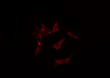 ATP1A2 Antibody