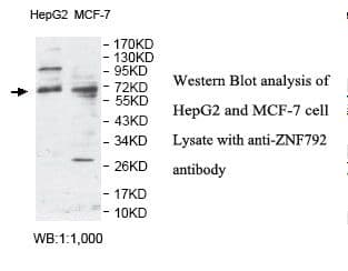 ZNF792 Antibody (aa180-472)