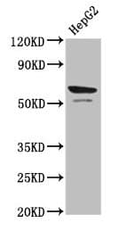 PRF1 / Perforin Antibody