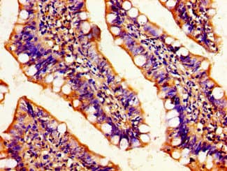 c-Maf Antibody