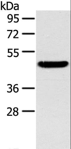 TM7SF2 Antibody