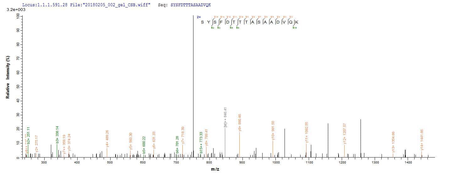 Shigella flexneri fliC Protein (Recombinant 10His, N-terminus)