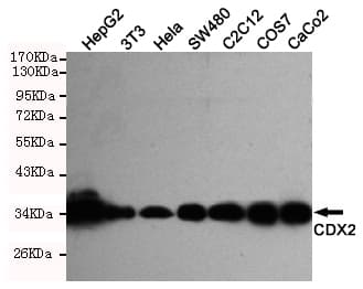 Monoclonal Mouse anti-Human CDX2 Antibody (WB)