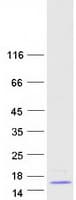 Human C11 / POLR3K Protein (Recombinant Myc-DDK (Flag))