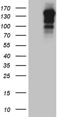 USP40 Antibody (aa767-912, clone OTI2C5)