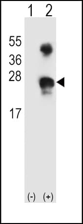 IHC-plus™ GADD45A / GADD45 Antibody (aa1-30)