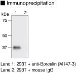 CDCA8 / Borealin Antibody (clone 1D11)