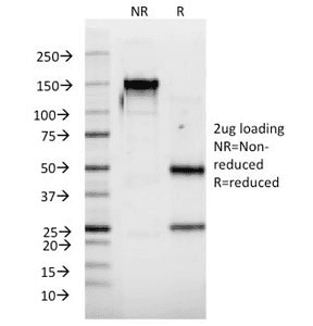 IFNA2 / Interferon Alpha 2 Antibody (clone N39, Azide-free, BSA-free)