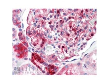 NQO1 Antibody (clone AI80)